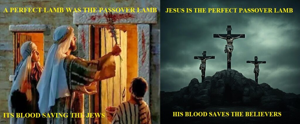 Passover Lamb