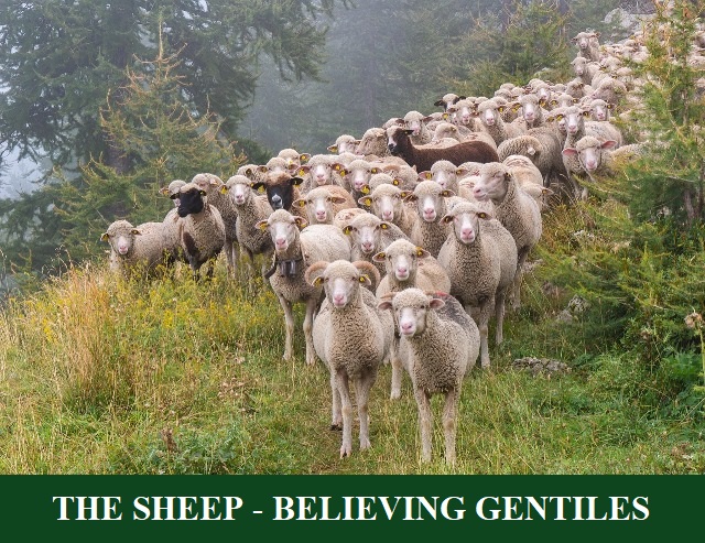The Sheep of the Sheep and Goats Judgement