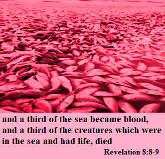 Dead fish in blood water