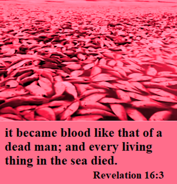 Dead fish in blood.